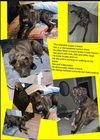 adoptable Dog in  named KAOS