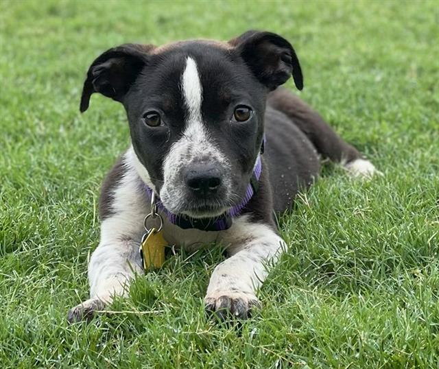 adoptable Dog in OKC, OK named LITTLE LEO