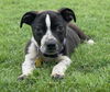 adoptable Dog in  named LITTLE LEO