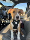 adoptable Dog in  named A457178