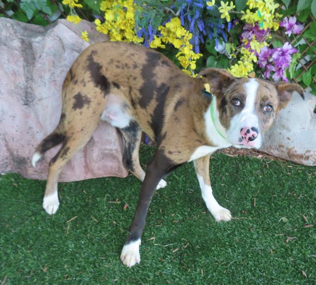 adoptable Dog in OKC, OK named HENRY