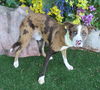 adoptable Dog in  named HENRY