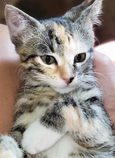 adoptable Cat in OKC, OK named LEIA