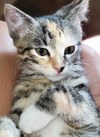 adoptable Cat in OKC, OK named LEIA