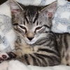 adoptable Cat in OKC, OK named LUKE
