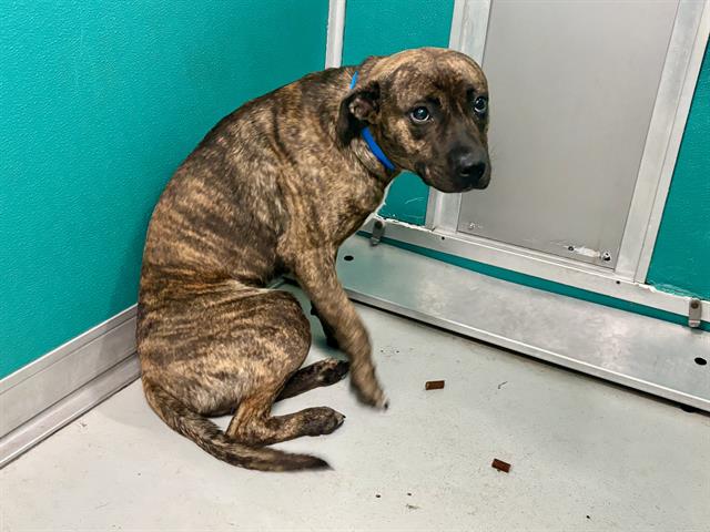 adoptable Dog in OKC, OK named MACKIE