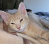 adoptable Cat in OKC, OK named HAN