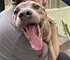 adoptable Dog in OKC, OK named CHARLIE