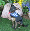 adoptable Dog in  named ERIC