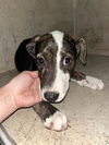 adoptable Dog in  named A457337
