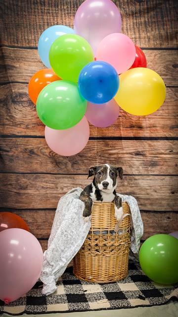 adoptable Dog in OKC, OK named BLIMP
