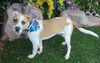adoptable Dog in OKC, OK named LONZO