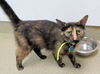 adoptable Cat in OKC, OK named LUNA