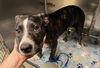adoptable Dog in  named BOY