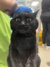 adoptable Cat in OKC, OK named A5