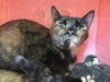 adoptable Cat in OKC, OK named A8