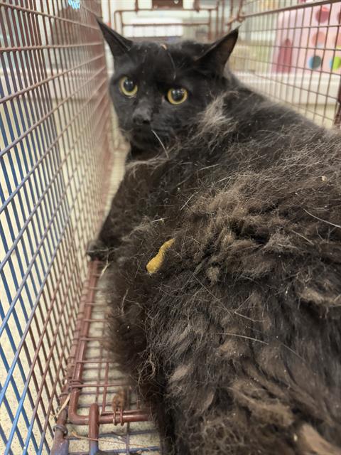 adoptable Cat in OKC, OK named C15