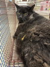 adoptable Cat in OKC, OK named C15