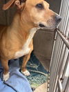 adoptable Dog in  named CRICKET