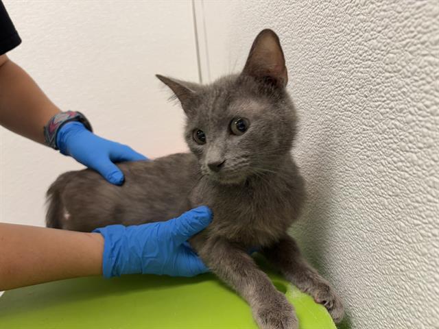 adoptable Cat in OKC, OK named 3