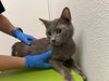 adoptable Cat in OKC, OK named 3