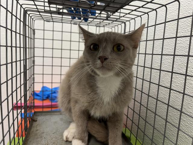 adoptable Cat in OKC, OK named 5