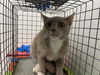 adoptable Cat in OKC, OK named 5