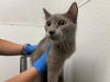 adoptable Cat in OKC, OK named 8