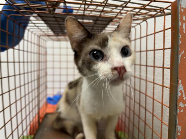 adoptable Cat in OKC, OK named 9