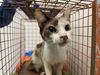 adoptable Cat in OKC, OK named 9