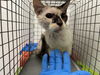 adoptable Cat in  named 10