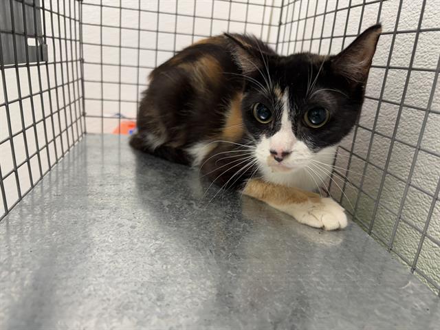 adoptable Cat in OKC, OK named 11