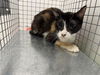 adoptable Cat in OKC, OK named 11