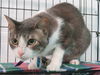 adoptable Cat in OKC, OK named 13