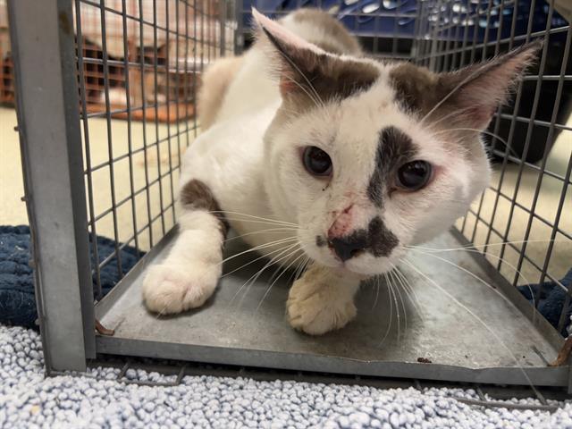 adoptable Cat in OKC, OK named 14