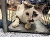 adoptable Cat in  named 14