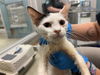 adoptable Cat in OKC, OK named 18