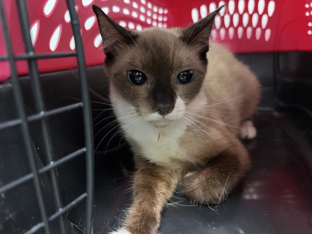 adoptable Cat in OKC, OK named 21