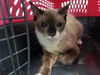 adoptable Cat in  named 21