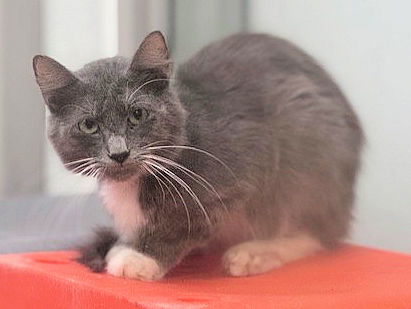 adoptable Cat in OKC, OK named 28