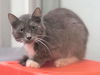 adoptable Cat in OKC, OK named 28