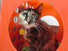 adoptable Cat in OKC, OK named 30