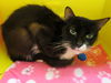 adoptable Cat in OKC, OK named 31
