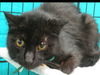 adoptable Cat in OKC, OK named RINGO STARR