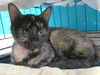 adoptable Cat in OKC, OK named 21-- BABY