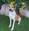 adoptable Dog in  named IRIS