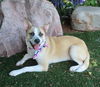 adoptable Dog in  named LAINEY