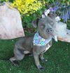 adoptable Dog in OKC, OK named GAYA