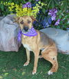 adoptable Dog in  named CHICA