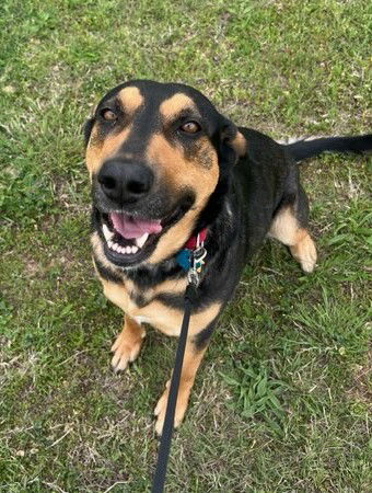 adoptable Dog in OKC, OK named WHITNEY